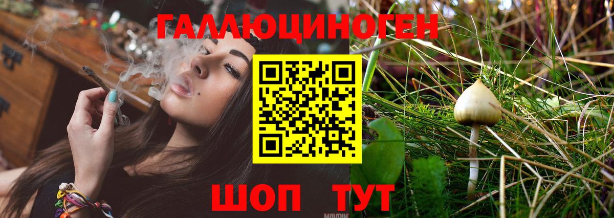 Псилоцибиновые грибы Psilocybe Дальнегорск