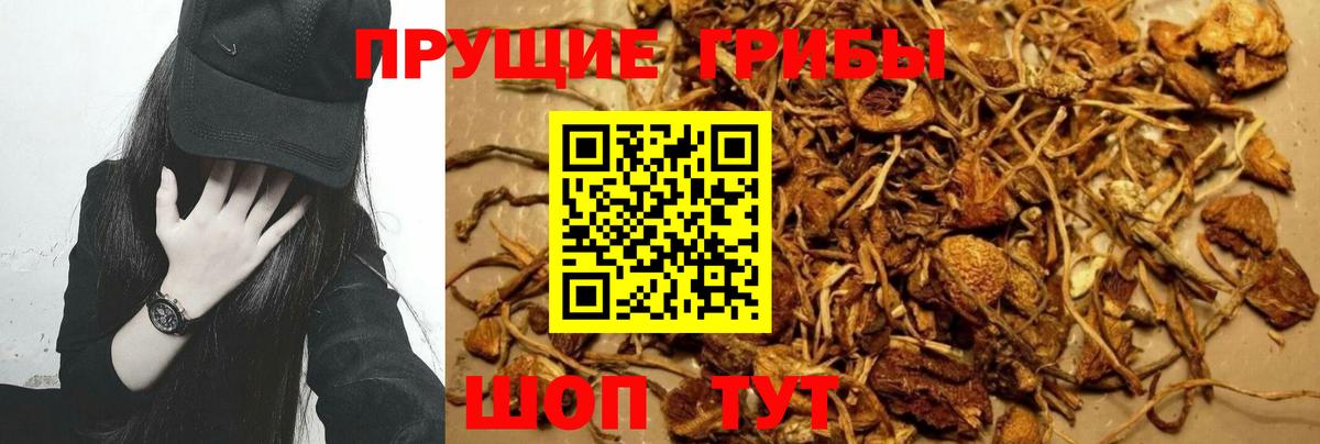 Дальнегорск  Галлюциногенные грибы GOLDEN TEACHER  Вход с VPN 
